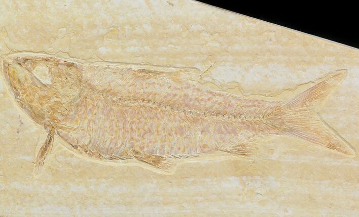 Detailed, Knightia Fossil Fish - Wyoming #42404